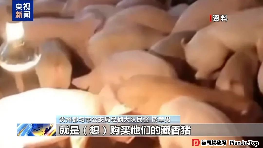 【金融普法】假养猪 真骗局 警惕披着“云养经济”外衣的非法集资(7) 【金融普法】假养猪 真骗局 警惕披着“云养经济”外衣的非法集资(7)